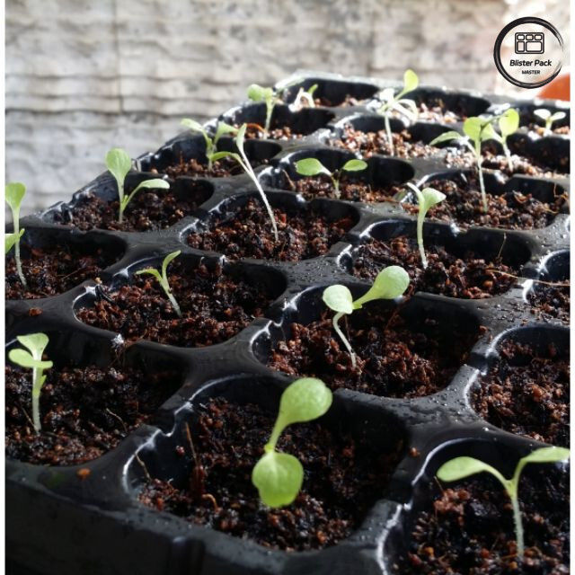 سینی 50 سوراخ برای شروع تخم ریزی، سینی تولید زراعت پلاستیکی سخت برای کاشت باغ خانگی